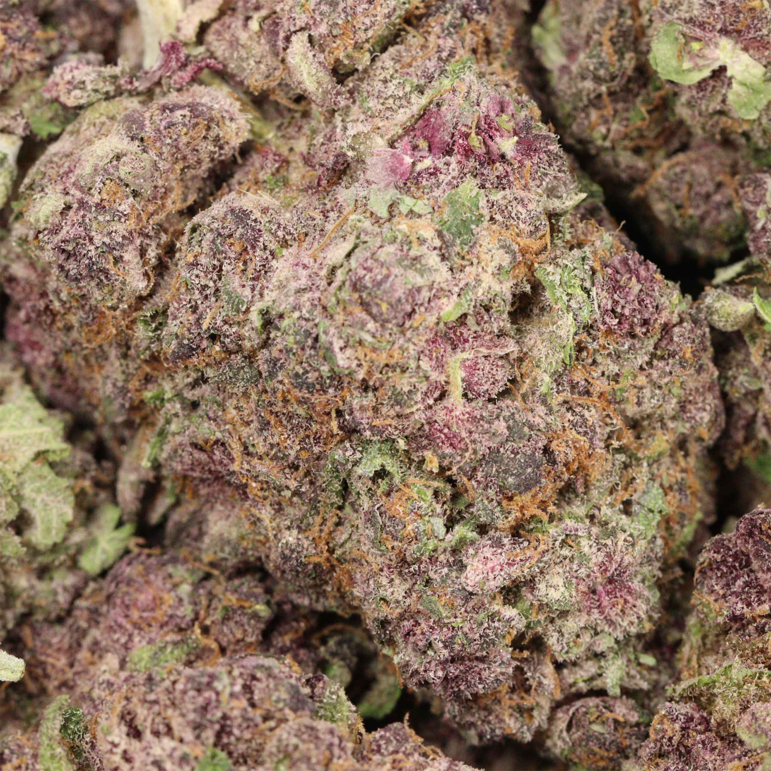 Black Cherry Soda Strain