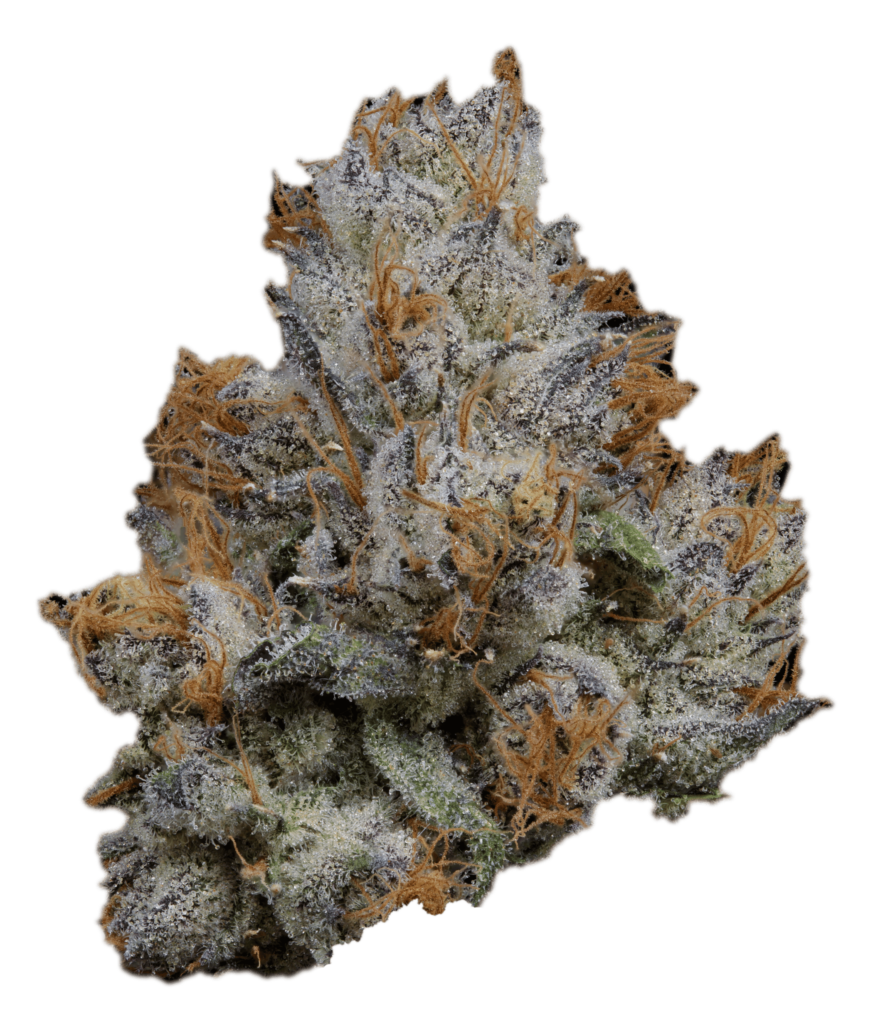 Buy LEMON CHERRY GELATO STRAIN – By BACKPACKBOYZ