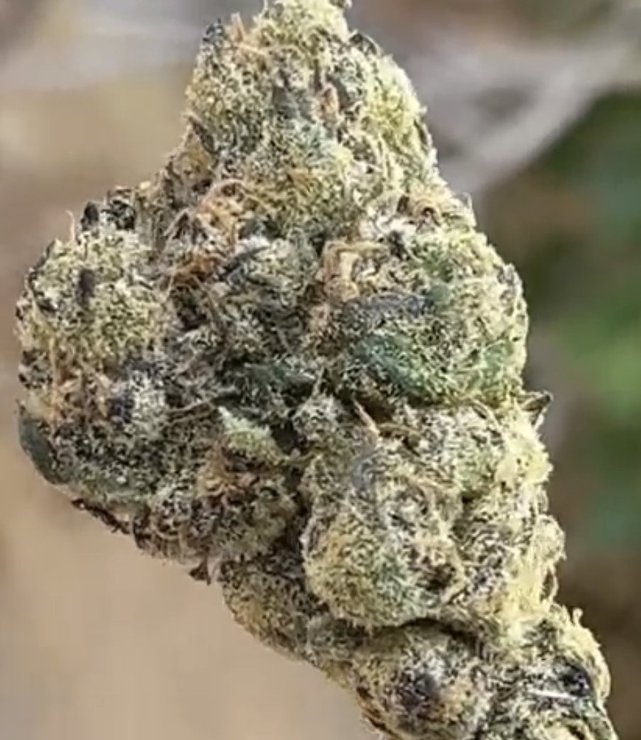 CHERRY RUNTZ STRAIN BY DOJA